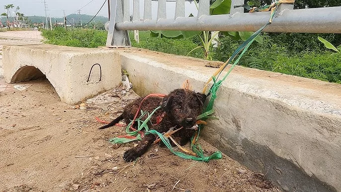 “The Bridge-Bound Pooch: Desperately Awaiting a Chance to Break Free”