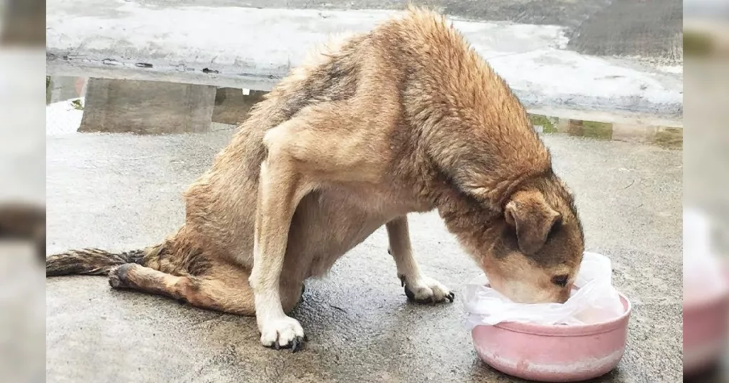 Tears flow as a paralyzed man pushes himself towards a kind stranger’s offer of food.